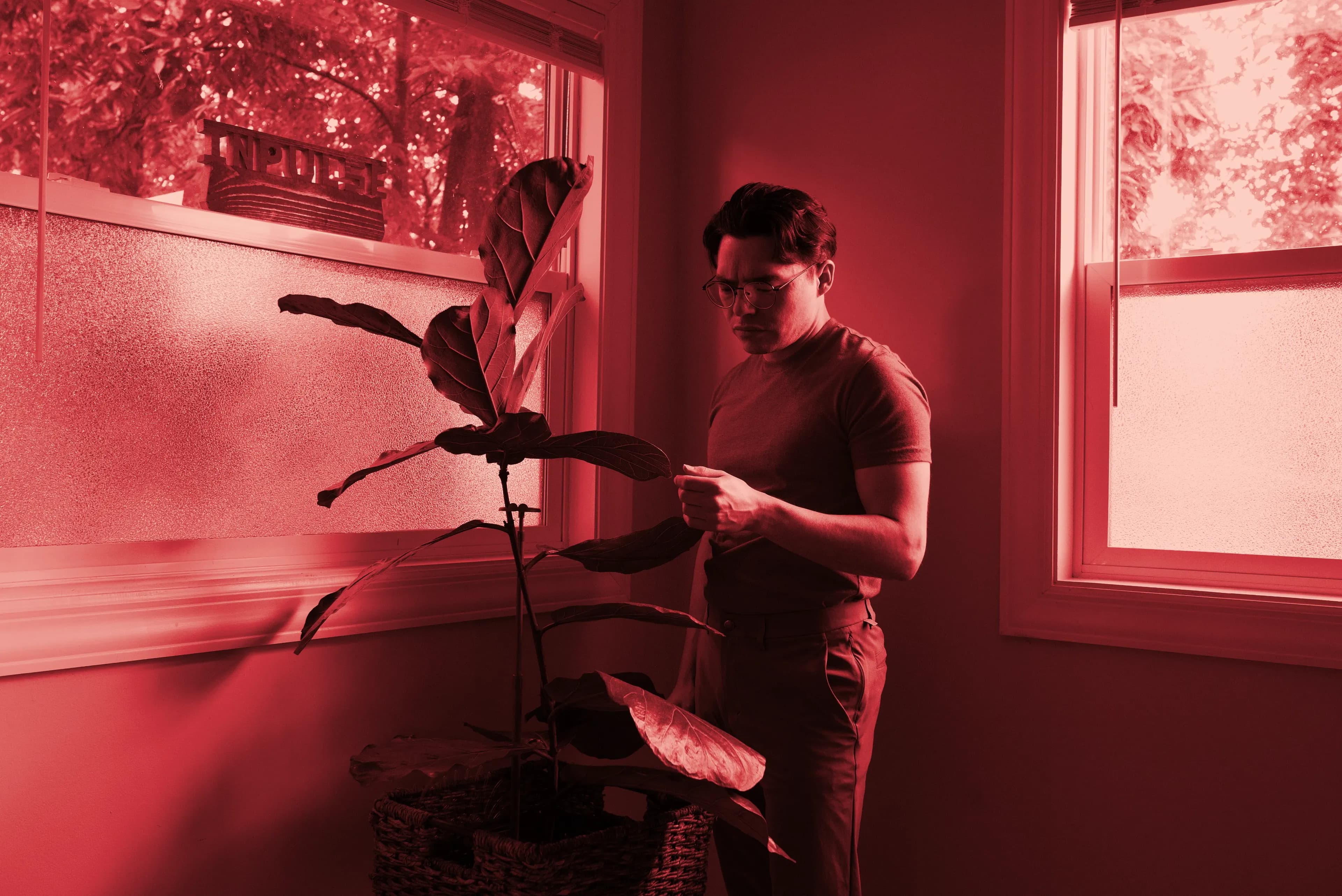 Inpulse reaching for a fiddle leaf fig plant with a red tint on the entire image